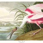 John James Audubon - Rosetta Spoonbill